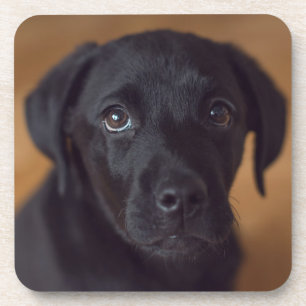 Dessous-de-verre Animaux de bébés cutest Black Labrador Puppy