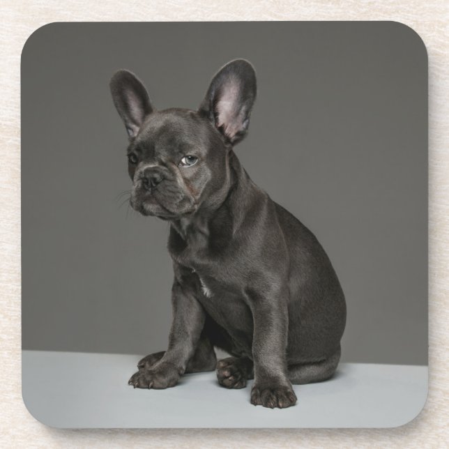 Dessous-de-verre Animaux de bébés cutest | Blue French Bulldog Pupp (Devant)
