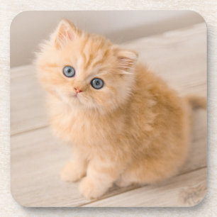 Dessous-de-verre Animaux de bébés cutest   British Longhair Kitten