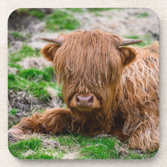 Dessous-de-verre Animaux de bébés cutest | Calf de vache des Highla (Devant)