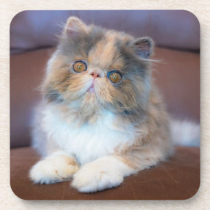Dessous-de-verre Animaux de bébés cutest   Calico Persian Kitten