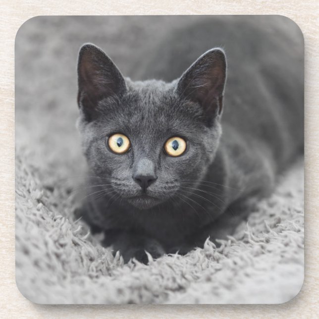 Dessous-de-verre Animaux de bébés cutest | Chat gris (Devant)