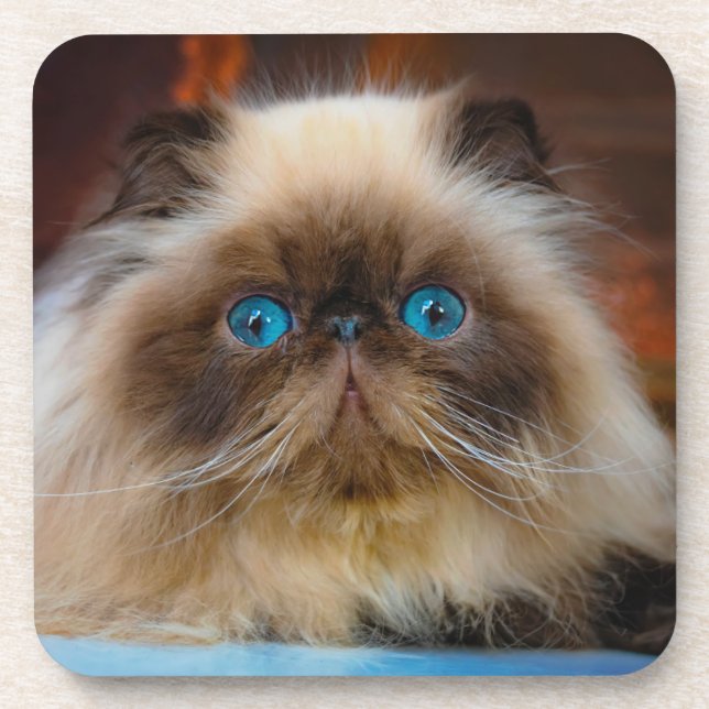 Dessous-de-verre Animaux de bébés cutest | Chat himalayen (Devant)