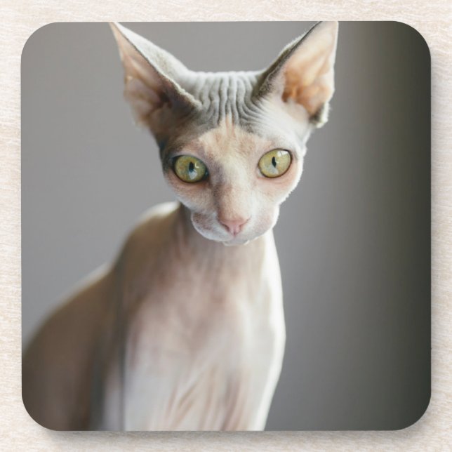 Dessous-de-verre Animaux de bébés cutest | Chat Sphinx (Devant)