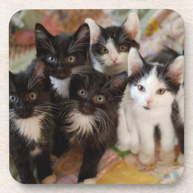 Dessous-de-verre Animaux de bébés cutest | Chatons noirs et blancs (Devant)