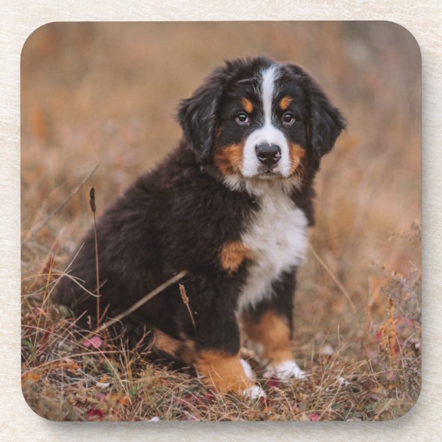 Dessous-de-verre Animaux de bébés cutest | Chien de montagne bernoi (Devant)