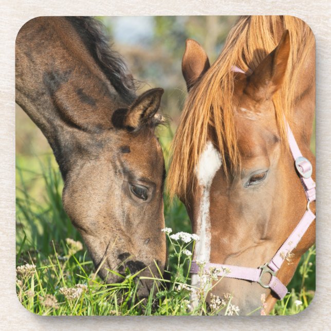 Dessous-de-verre Animaux de bébés cutest | Colt à cheval (Devant)