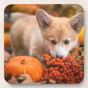 Dessous-de-verre Animaux de bébés cutest   Corgi Puppy en automne