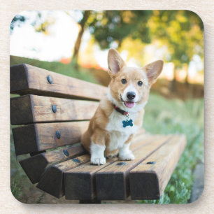 Dessous-de-verre Animaux de bébés cutest   Corgi Puppy sur un banc 