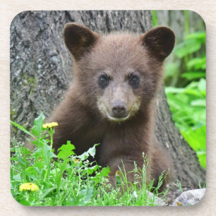Dessous-de-verre Animaux de bébés cutest Cube d'ours Brown