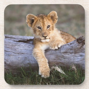 Dessous-de-verre Animaux de bébés cutest   Cute Lion Cub