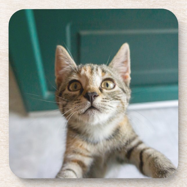 Dessous-de-verre Animaux de bébés cutest | Cute Tabby Kitten (Devant)