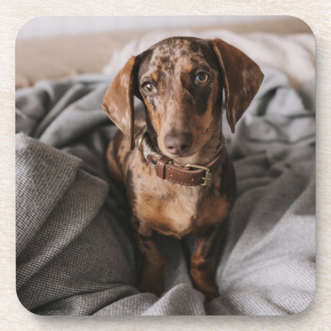 Dessous-de-verre Animaux de bébés cutest | Dachshund Dachshund Dach (Devant)