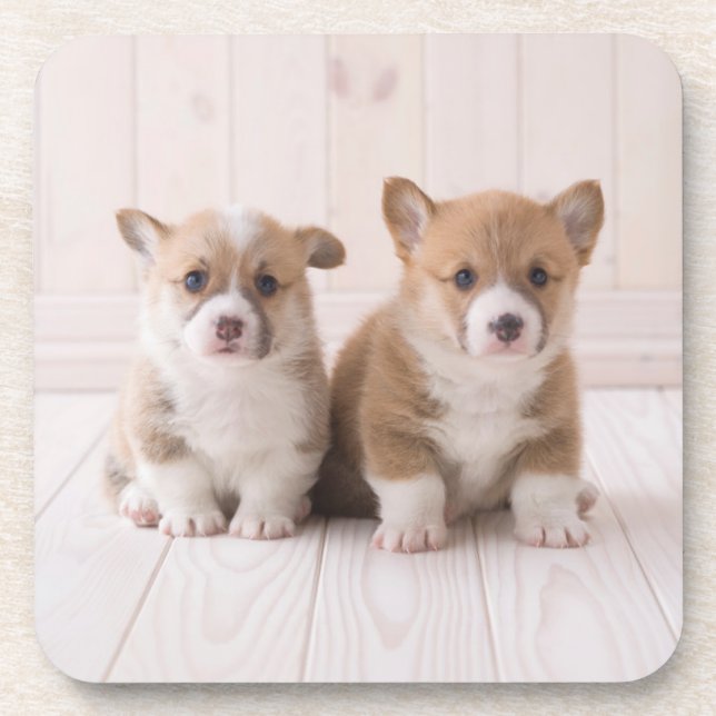 Dessous-de-verre Animaux de bébés cutest | Deux Bébés Corgis assis (Devant)