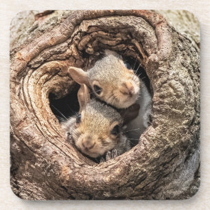 Dessous-de-verre Animaux de bébés cutest Deux jeunes écureuils