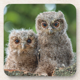 Dessous-de-verre Animaux de bébés cutest Deux jeunes hiboux