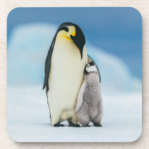 Dessous-de-verre Animaux de bébés cutest   Empereur Penguin Chick