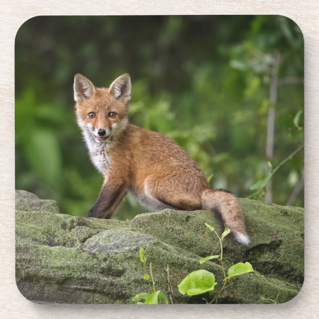 Dessous-de-verre Animaux de bébés cutest | Foxy Smile (Devant)