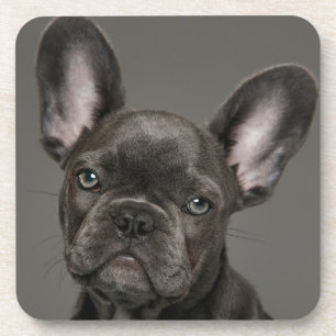 Dessous-de-verre Animaux de bébés cutest French Bulldog