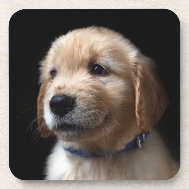 Dessous-de-verre Animaux de bébés cutest | Golden Retriever Puppy (Devant)