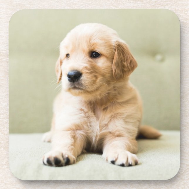 Dessous-de-verre Animaux de bébés cutest | Golden Retriever Puppy (Devant)
