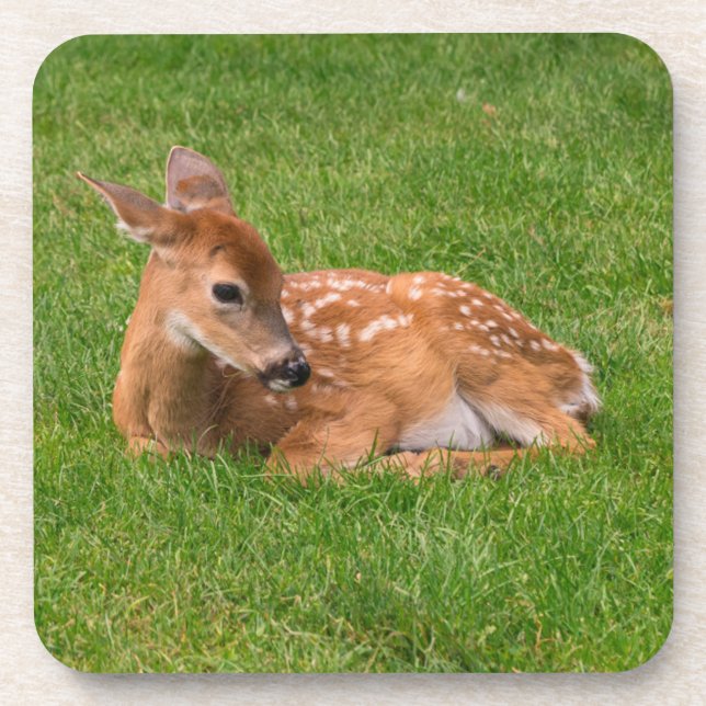 Dessous-de-verre Animaux de bébés cutest | Little Fawn (Devant)