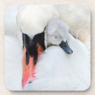 Dessous-de-verre Animaux de bébés cutest   Mère et bébé Mute Swan