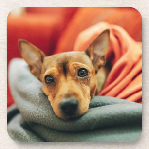 Dessous-de-verre Animaux de bébés cutest Miniature Pinscher