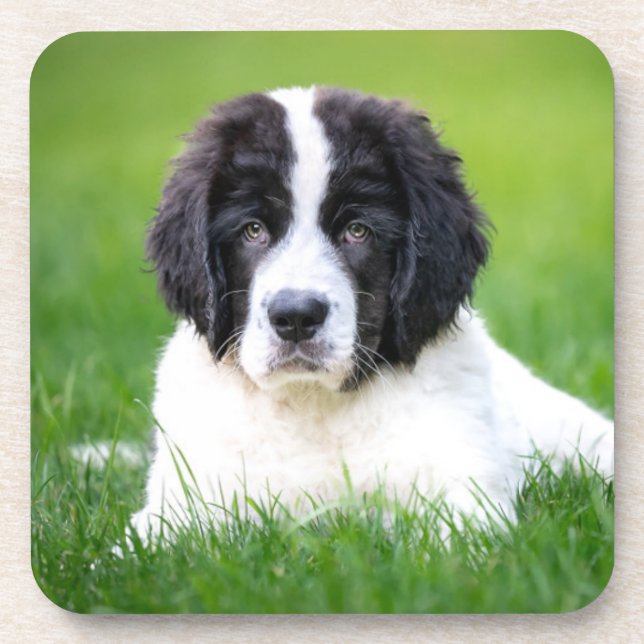 Dessous-de-verre Animaux de bébés cutest | Newfoundland Puppy (Devant)