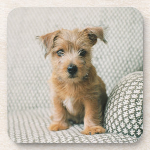 Dessous-de-verre Animaux de bébés cutest Norfolk Terrier Puppy
