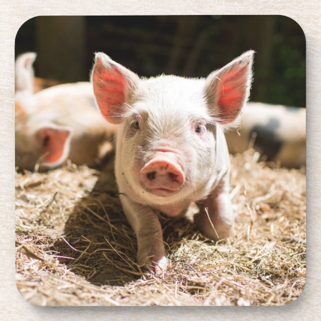 Dessous-de-verre Animaux de bébés cutest | Piglet bébé mignon (Devant)