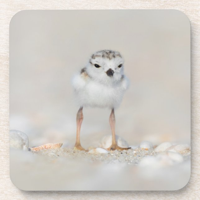 Dessous-de-verre Animaux de bébés cutest | Poussette de tuyauterie (Devant)