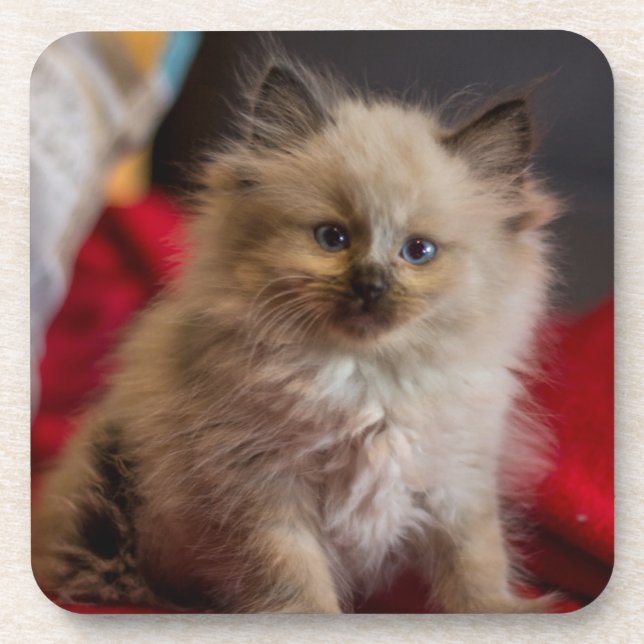 Dessous-de-verre Animaux de bébés cutest | Siamese Kitten (Devant)