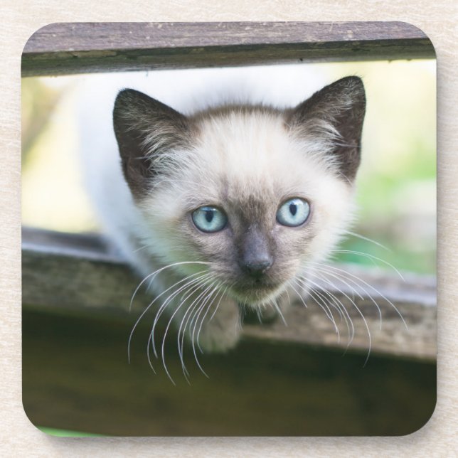 Dessous-de-verre Animaux de bébés cutest | Siamese Kitten 2 (Devant)