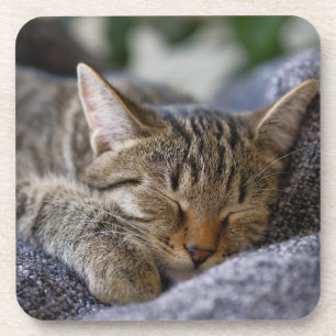 Dessous-de-verre Animaux de bébés cutest Tabby Kitten Sommeil