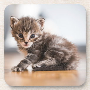 Dessous-de-verre Animaux de bébés cutest Tiny Tabby Kitten