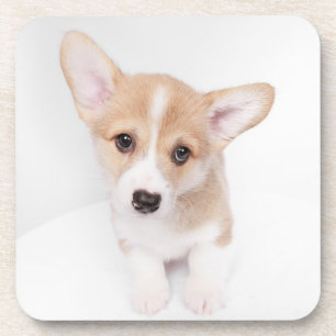 Dessous-de-verre Animaux de bébés cutest   Young Corgi Puppy