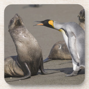 Dessous-de-verre Antarctique, île de Géorgie du Sud (Royaume-Uni), 