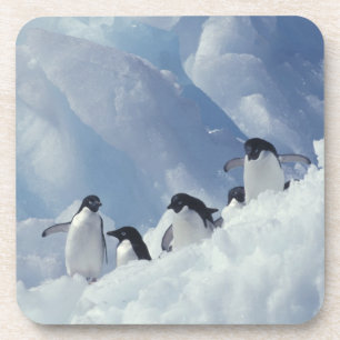 Dessous-de-verre Antarctique. Manchots Adélie