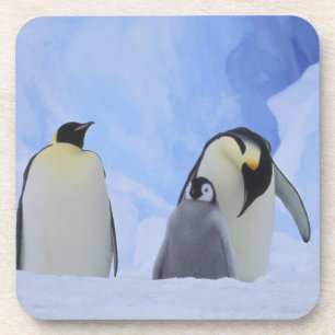 Dessous-de-verre Antarctique. Pingouins empereurs et poussins
