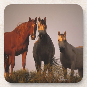 Dessous-de-verre Arabes au coucher du soleil