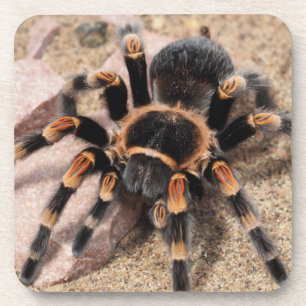 Dessous-de-verre Araignée de Tarantula au genou rouge du Mexique