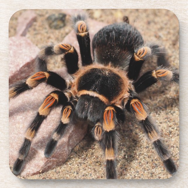 Dessous-de-verre Araignée de Tarantula au genou rouge mexicain (Devant)