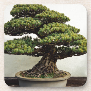 Dessous-de-verre Arbre de bonsaïs de White Pine de Japonais