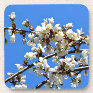 Dessous-de-verre Arbre de printemps blanc fleuri blanc