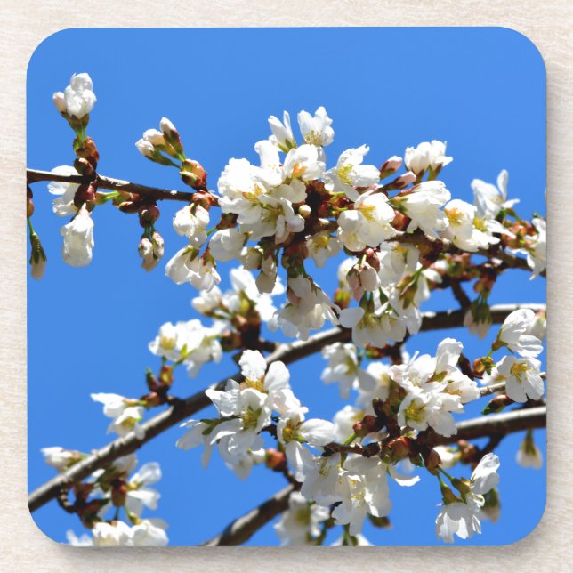 Dessous-de-verre Arbre de printemps blanc fleuri blanc (Devant)