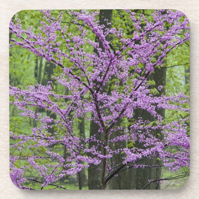 Dessous-de-verre Arbres rouges en pleine floraison printanière près (Devant)