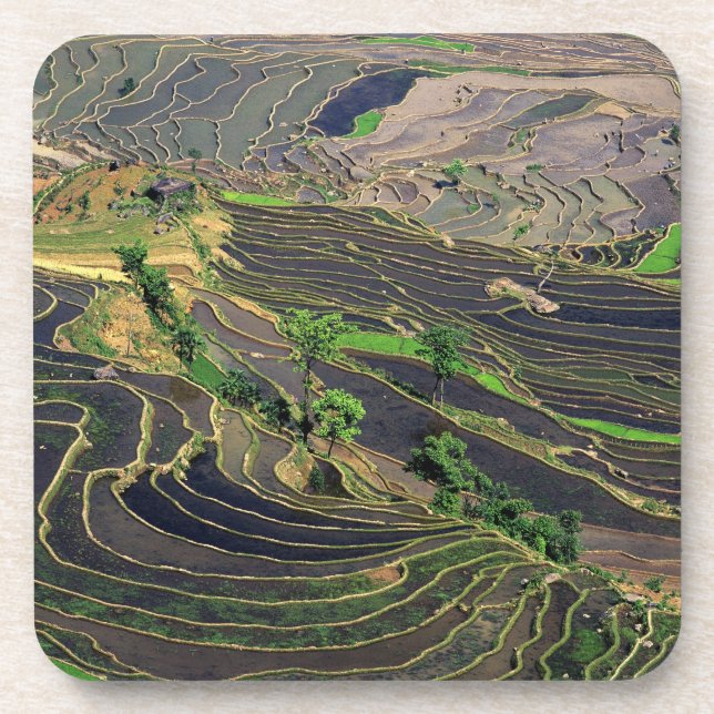 Dessous-de-verre Asie, Chine, Yunnan, Honghe. Terrasses de riz à pr (Devant)