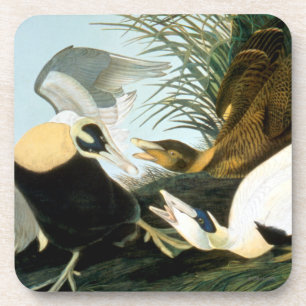 Dessous-de-verre Audubon : Canard d'Eider