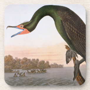 Dessous-de-verre Audubon : Double Cormorant crêté
